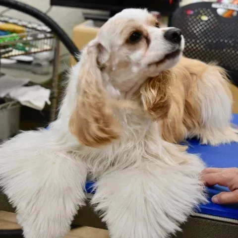 Cocker spaniel on the table mid groom