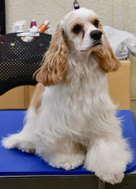 Cocker spaniel showing off a fresh trim