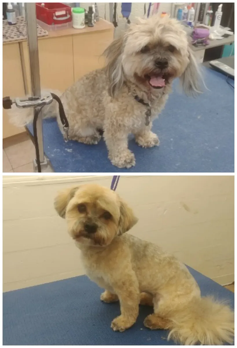 Shaggy small dog before and after a groom