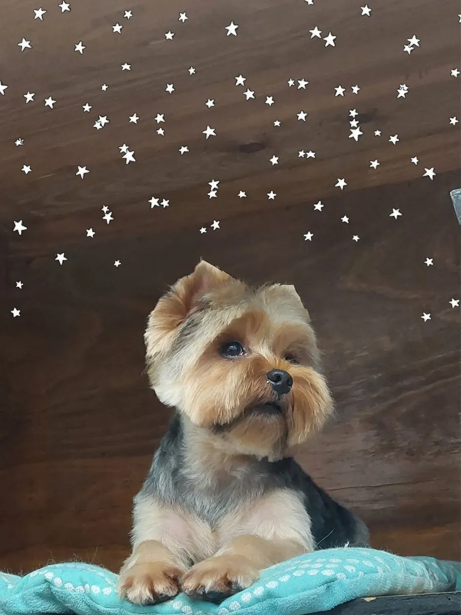 Yorkie with a fresh face trim