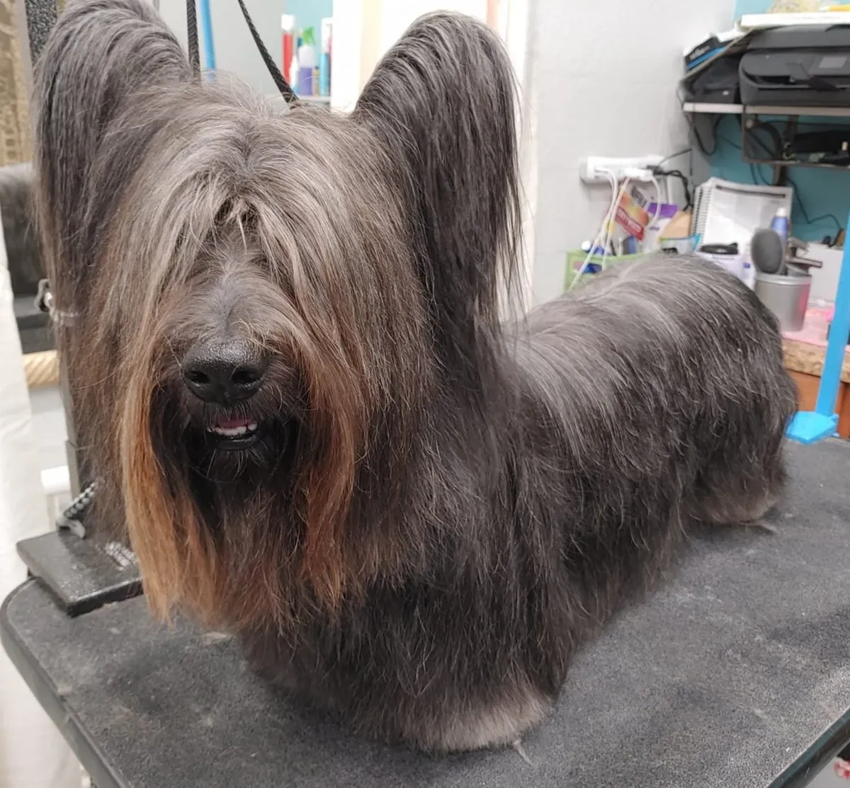 Long coated terrier after a bath and brush out