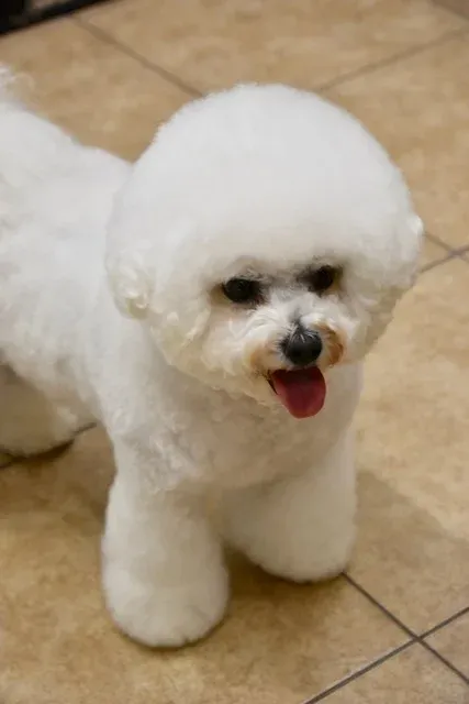 White bichon with a round teddy face
