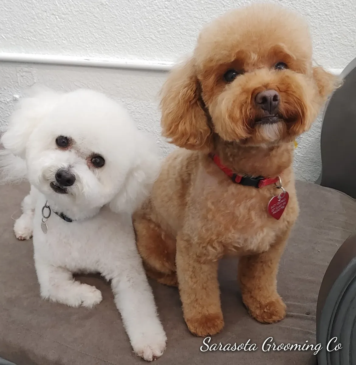 Two fluffy dogs after their grooms